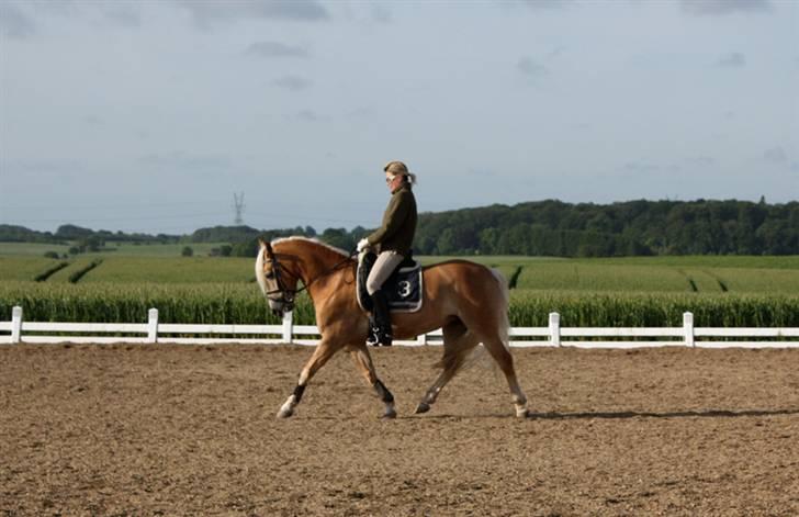 Haflinger WildWerkiba - SOLGT billede 2