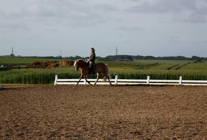 Haflinger WildWerkiba - SOLGT billede 3