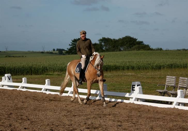 Haflinger WildWerkiba - SOLGT billede 4