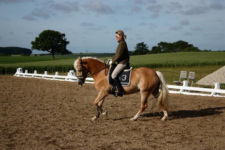 Haflinger WildWerkiba - SOLGT billede 5