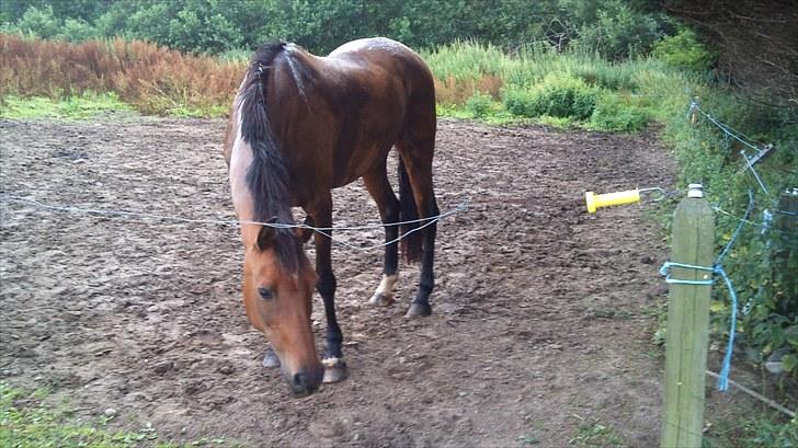 Welsh Partbred (Sec F) Florahof's Leonie (SOLGT) billede 7