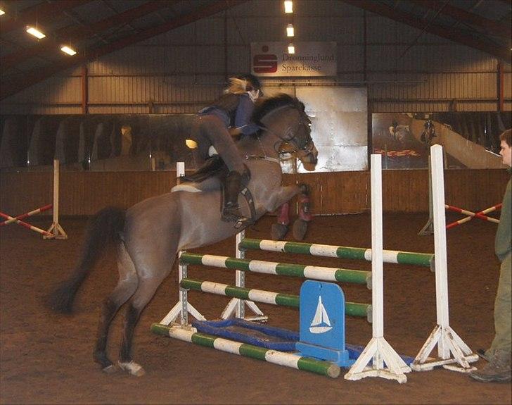 Welsh Partbred (Sec F) Florahof's Leonie (SOLGT) - Hopsa xb billede 8