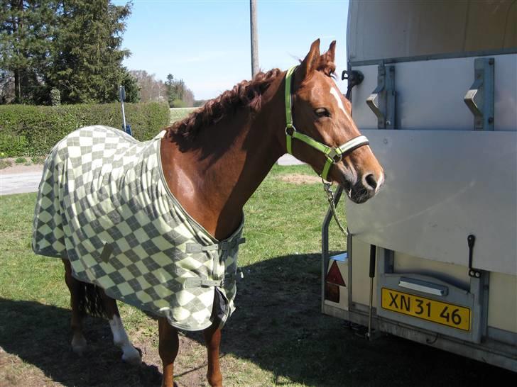 Hollandsk Sportspony goldika<333 - jeg elsker dig min pony<333 billede 4