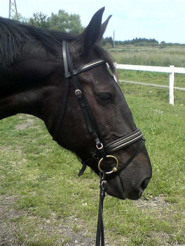 Oldenborg Mira *gammel part* billede 14