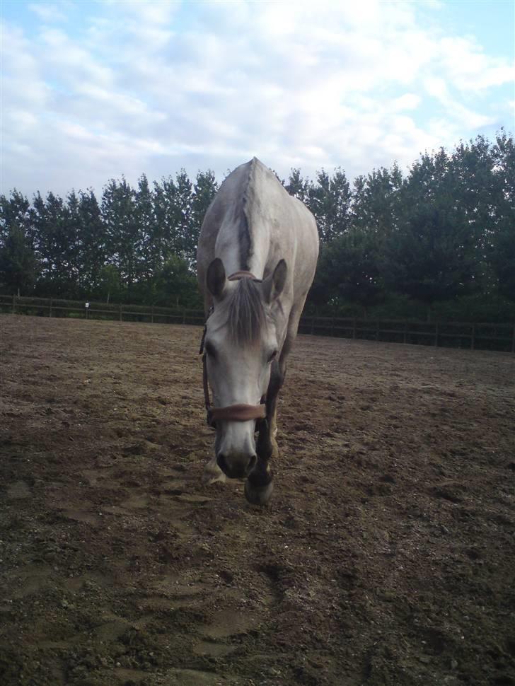 Welsh Pony (sec B) Fjordvangens Evian - Har du mad til miiq ? ;D billede 9