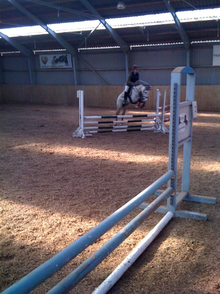 Welsh Pony (sec B) Fjordvangens Evian - Evian og jeg :) vores første spring stævne 70 cm :) billede 12