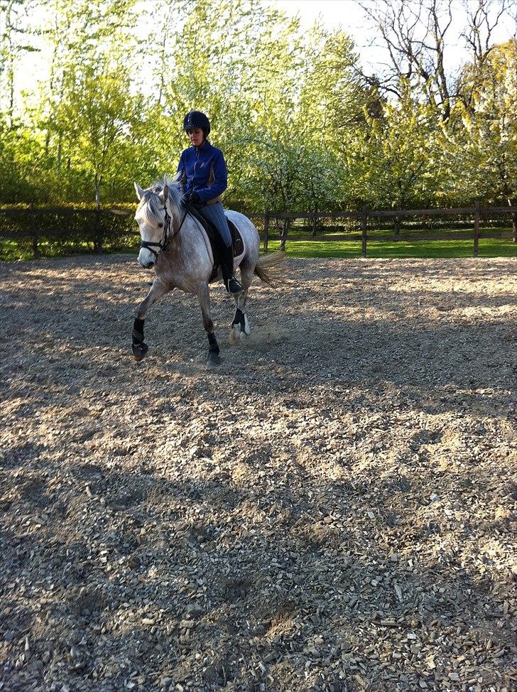 Welsh Pony (sec B) Fjordvangens Evian - Dejlig trav! <3 billede 13