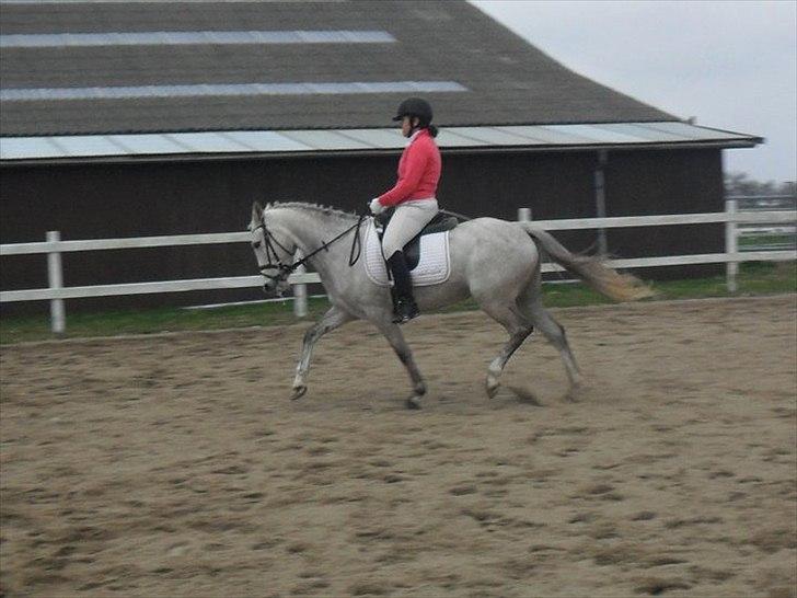 Welsh Pony (sec B) Fjordvangens Evian - Hvor er du smuk skat ! <3 billede 14