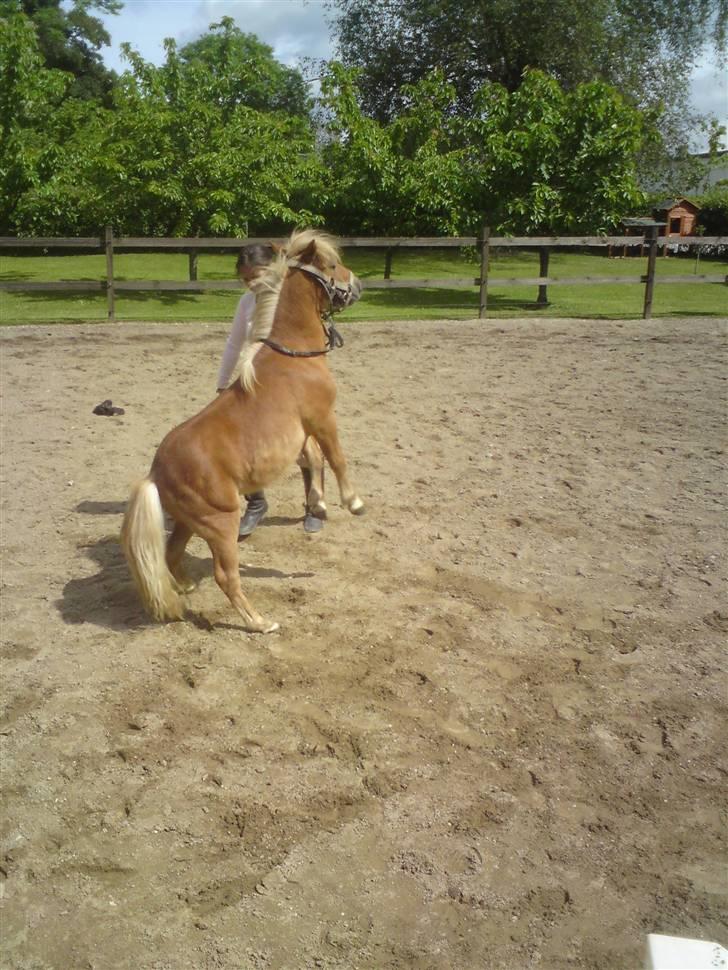 Shetlænder Snuske  - det kan han også :D billede 13