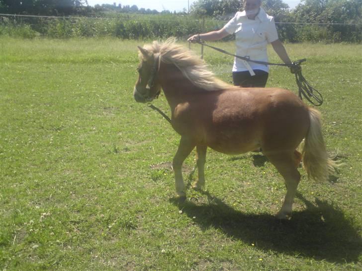 Shetlænder Snuske  - i longe, så skal der laves ballade (: billede 14