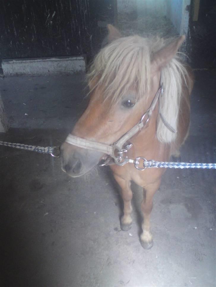 Shetlænder Snuske  - Er jeg lidt flot elller hvad mor ? billede 15