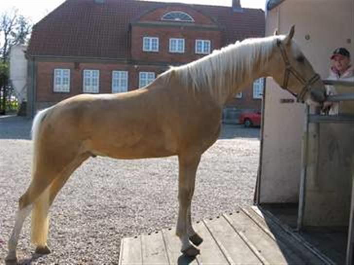 Palomino Lysgaards Bazar#SOLGT# - Babyen :D billede 13