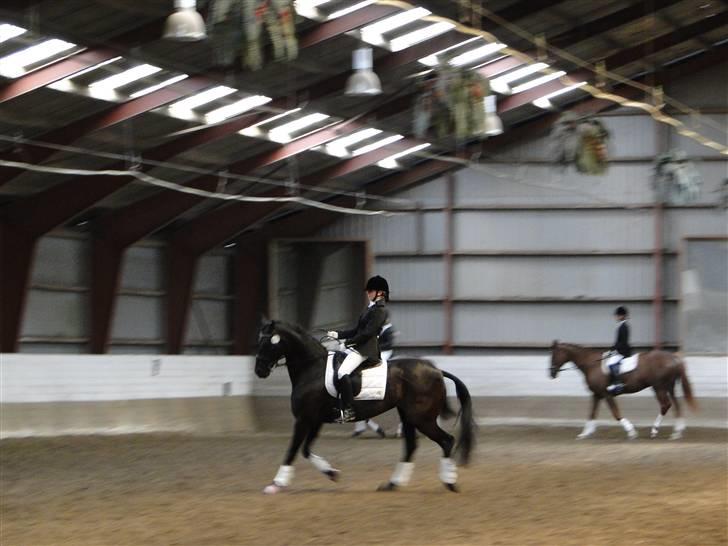 Dansk Varmblod Primavera IV f. - Opvarmning SJM billede 7