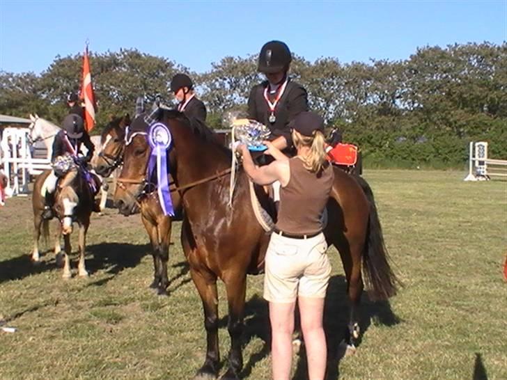 Welsh Cob (sec D) Gribvads Leading Silver - Tanja (som rider stævner på ham nu) nummer to til distriktsmesterskab for hold (deres andet stævne sammen) billede 5