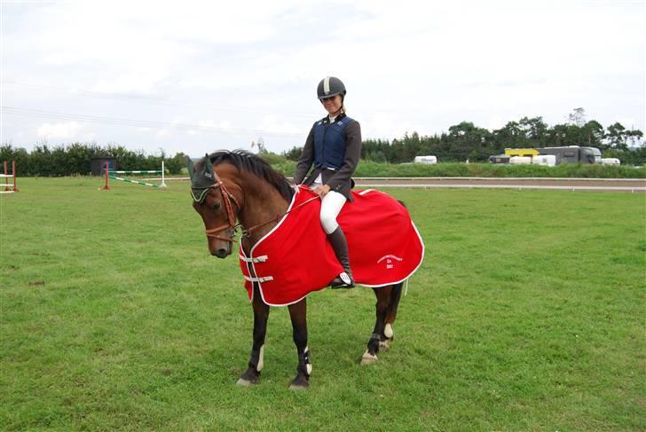 Welsh Cob (sec D) Gribvads Leading Silver - Fine lille dreng:) billede 12