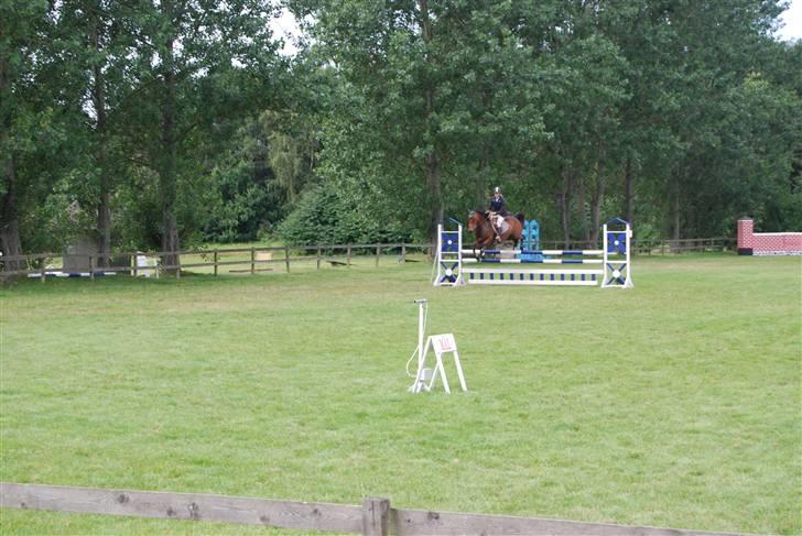 Welsh Cob (sec D) Gribvads Leading Silver - Landsstævne MA billede 13