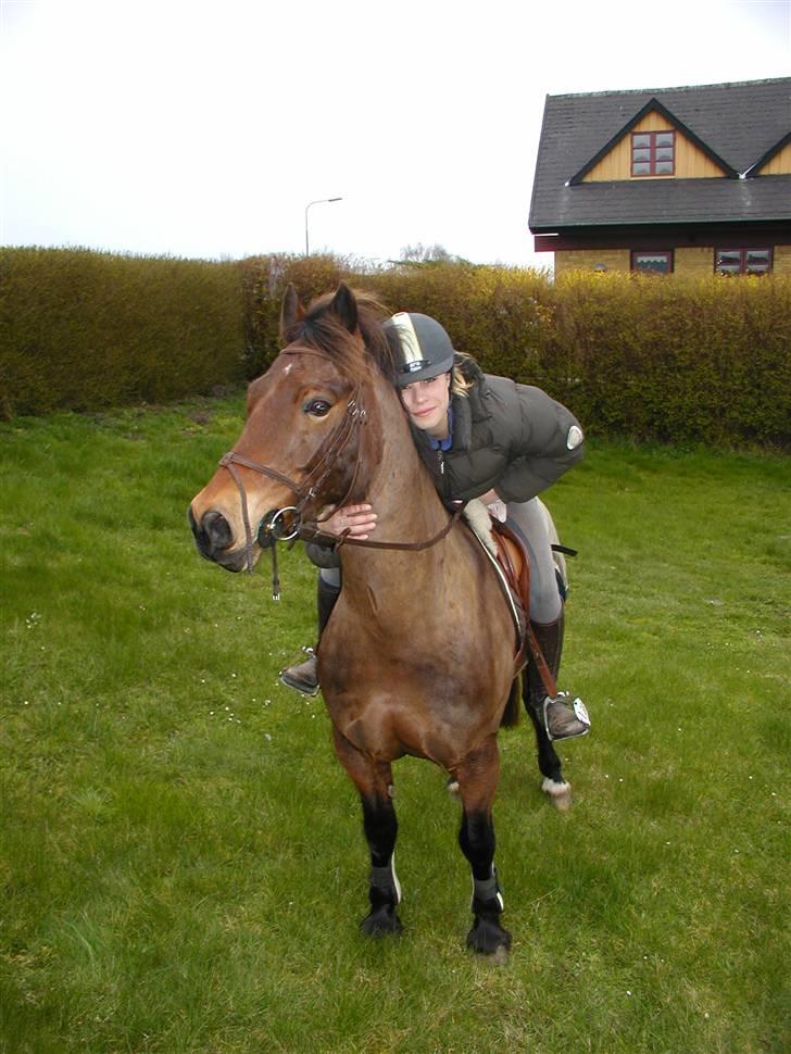 Welsh Cob (sec D) Gribvads Leading Silver - Silver hjemme i haven, vinter:) billede 14