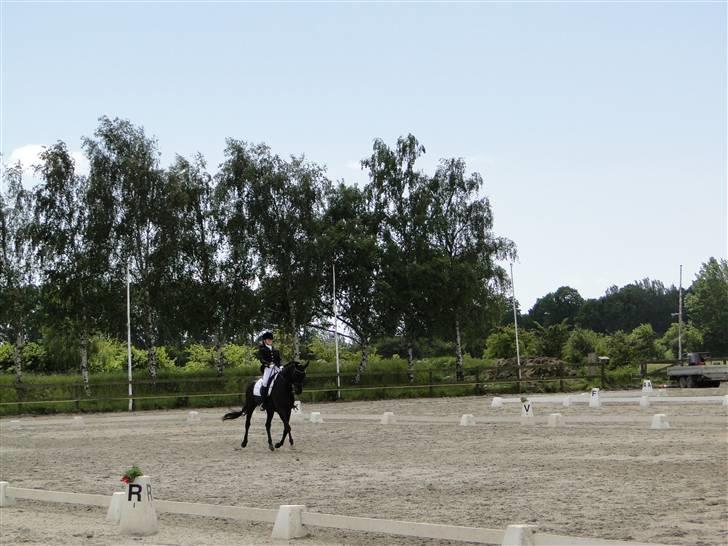 Dansk Varmblod Primavera IV f. - Op af midten ved SJM billede 11