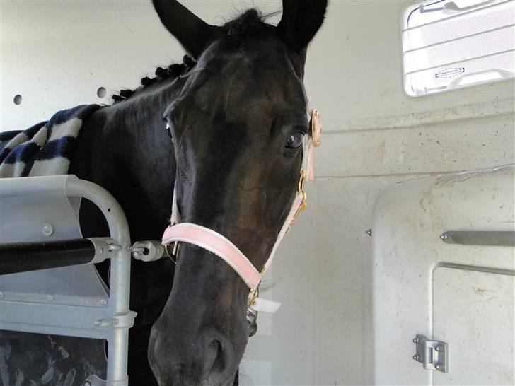 Dansk Varmblod Primavera IV f. - "Dimle" hygger i traileren.. Hun ser lidt dum ud hi hi billede 12