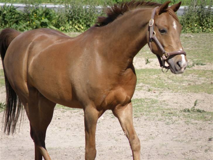 Hollandsk Sportspony Zorro  - Smukke pony. ;) billede 19