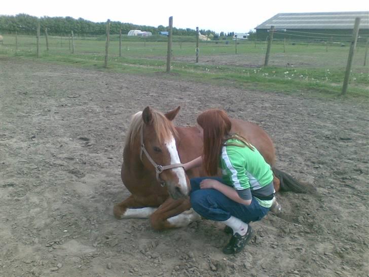Hollandsk Sportspony Blocklands Hoeves Inge. - Nuurh hvor er vi søde billede 7