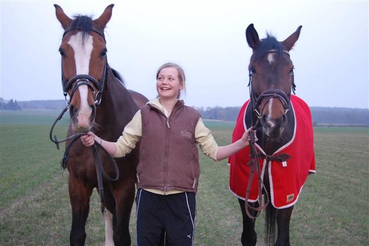 Dansk Varmblod Expense Tagegaard billede 16