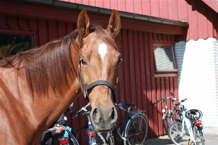 Pinto Alto India (SOLGT!) :'( - Smiilll...!! :D    (: <3 billede 5