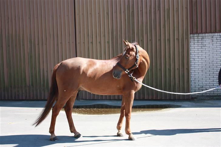 Pinto Alto India (SOLGT!) :'( - Er der noget spændende  ? ILU billede 6