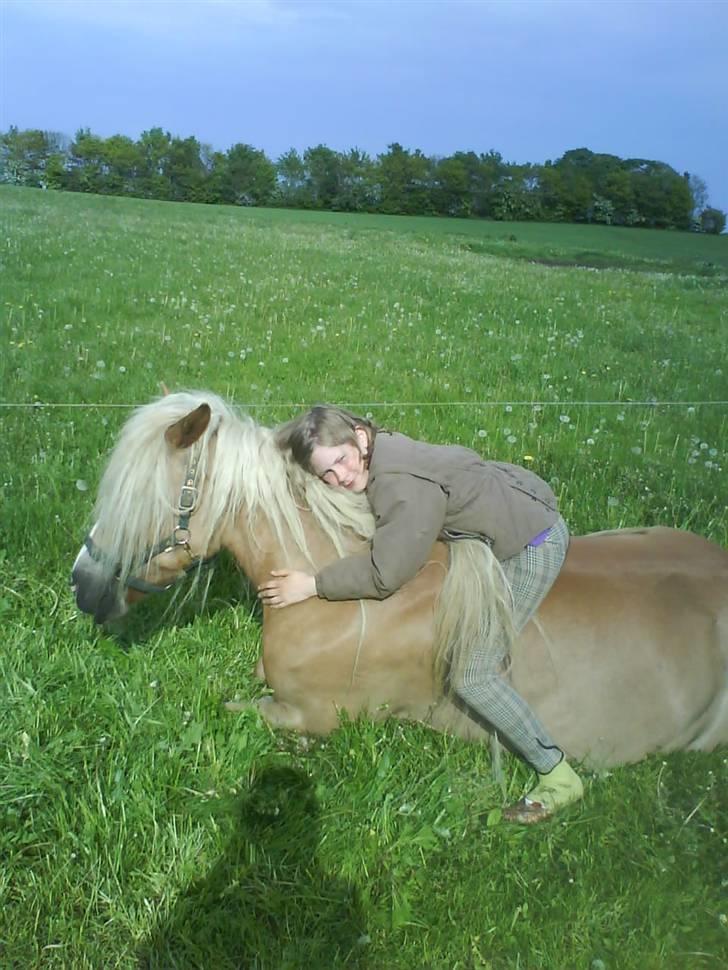 Haflinger wilma (mullepigen) solgt - hygge på folden :-) billede 20