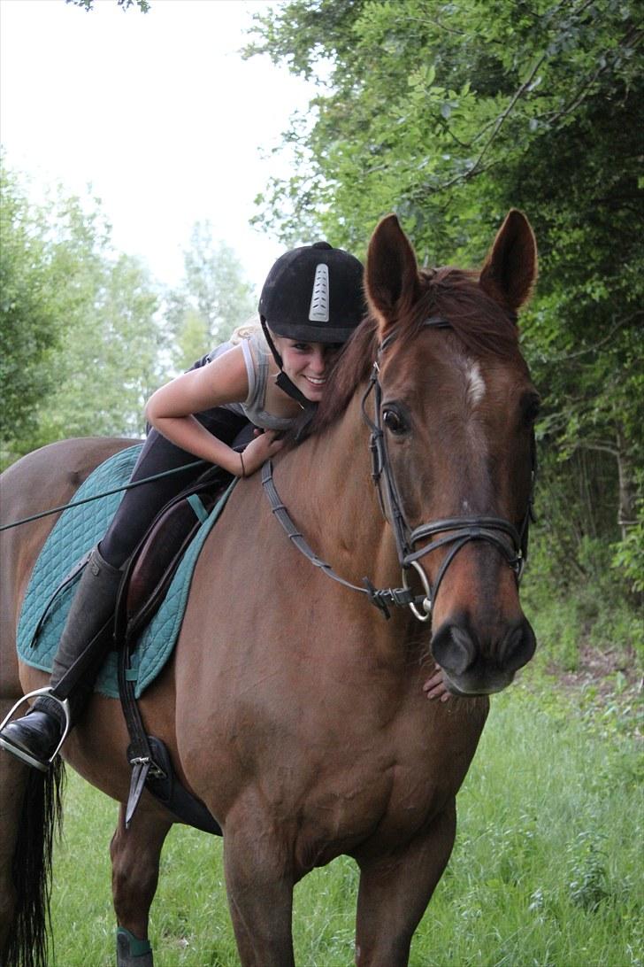 Dansk Varmblod Lind-i - velkommen til lind-I´s profil :D Foto: DBR billede 1