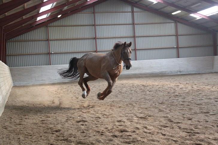 Dansk Varmblod Lind-i - Løs i ridehuset ;D, Foto: DBR billede 4