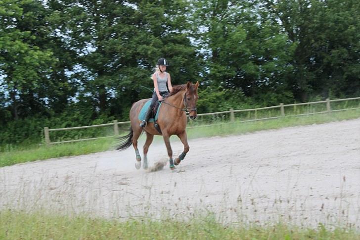 Dansk Varmblod Lind-i - Trav (: Foto: DBR billede 7