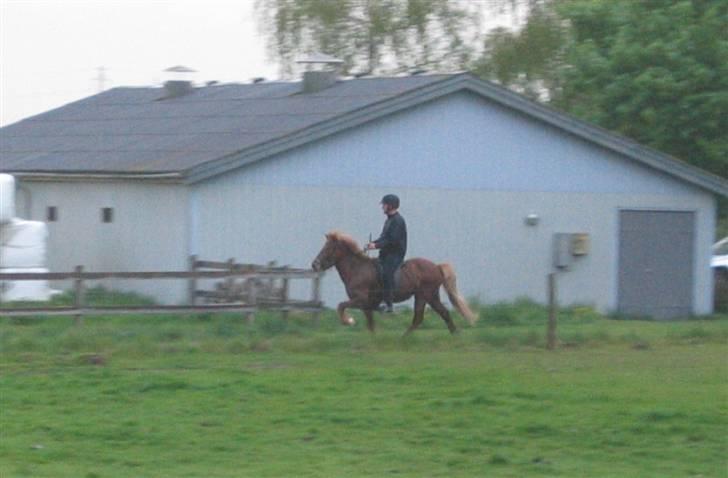 Islænder Askja fra Bomosen billede 17