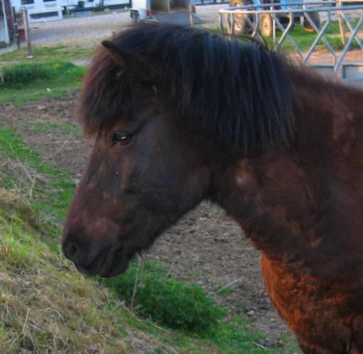 Islænder Dís fra Katulabo billede 18