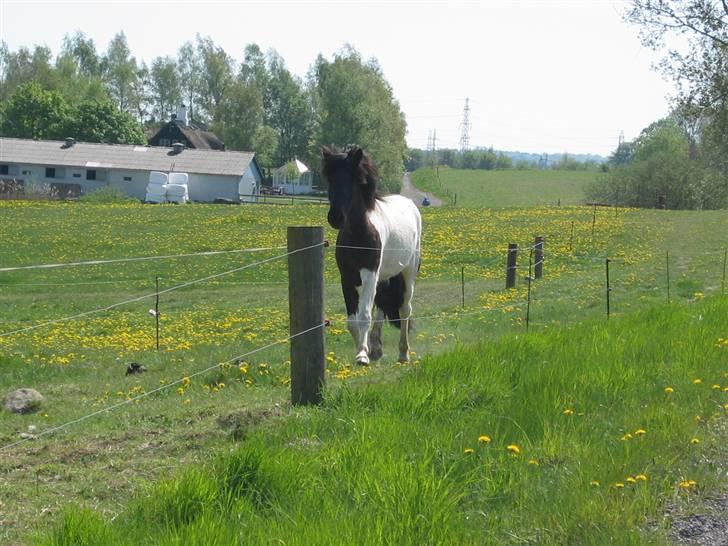 Islænder Floka fra Lindebjergvej billede 20