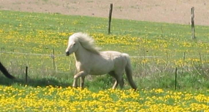 Islænder Frigg fra Akurgerði billede 18