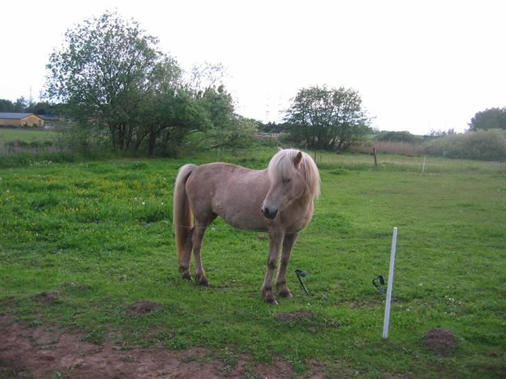 Islænder Frigg fra Akurgerði billede 19