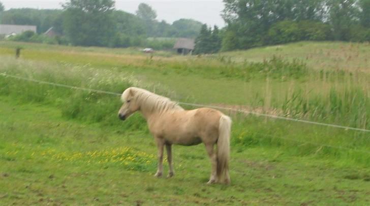 Islænder Frigg fra Akurgerði billede 20