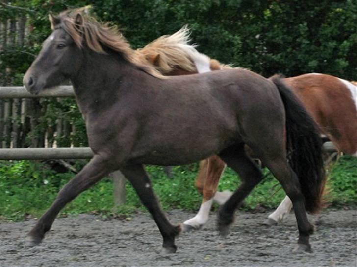 Islænder Síf fra Brösarpsgård - Før vi købte hende billede 16