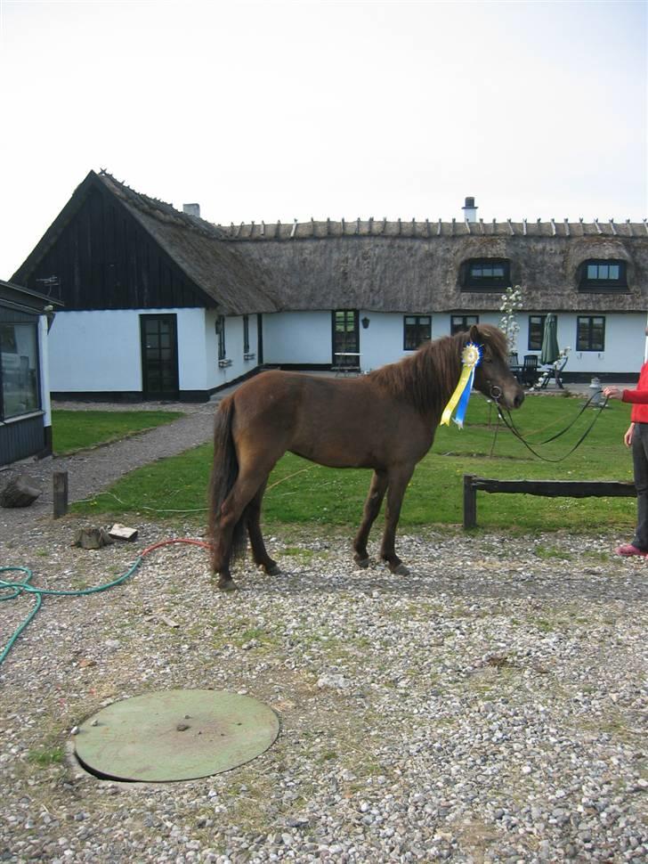 Islænder Síf fra Brösarpsgård - Efter kåring i Sverige  billede 17