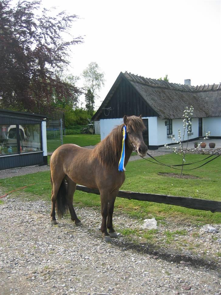 Islænder Síf fra Brösarpsgård - Efter kåring i Sverige  billede 18
