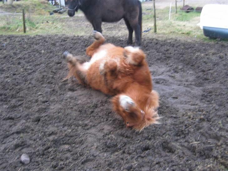 Islænder Rós fra Sauðanesi - Rós ruller sig i det dejlige mudder ;D billede 6