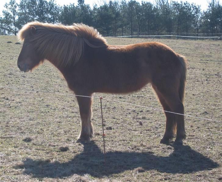 Islænder Rós fra Sauðanesi - Min Smukke Dejlige Islænder :D billede 7