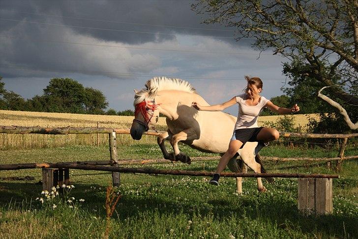Fjordhest Bibi  - Solskin kan man altid finde s&#229; l&#230;nge der er nogen man holder af. billede 9