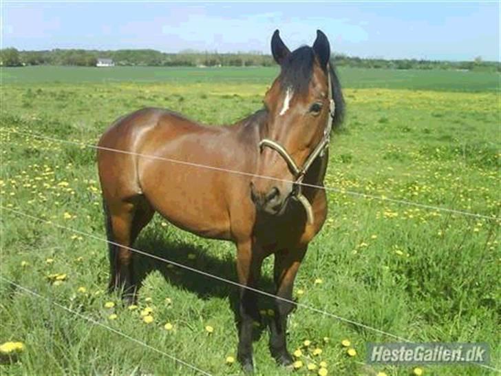 Hollandsk Sportspony Nortan *sendt tilbage* - kopieret billede 16