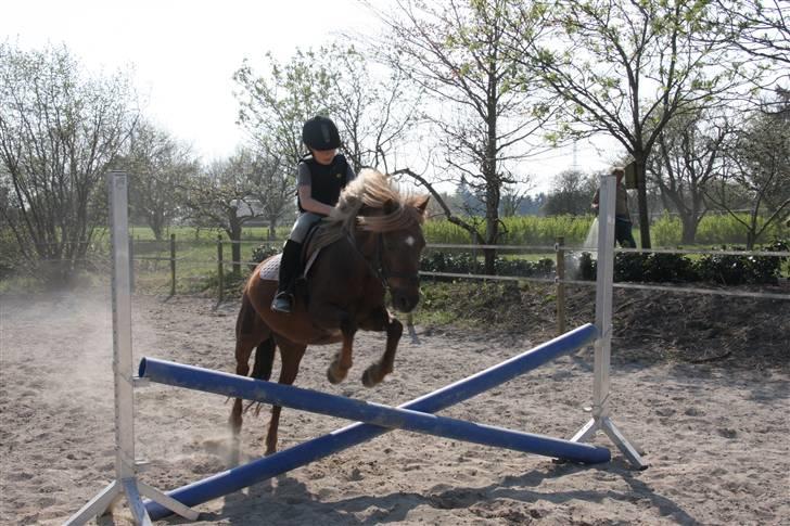 Dartmoor Sille<3 (i himlen) - Springtræning i Ladby. billede 3
