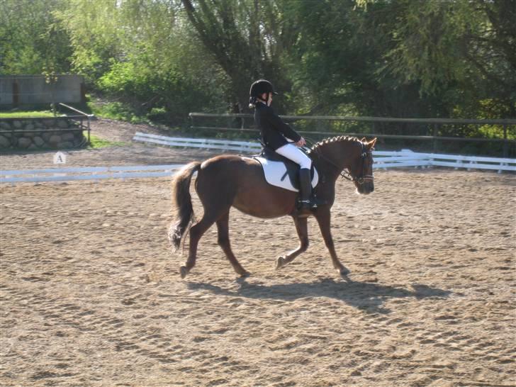 Dartmoor Sille<3 (i himlen) - Nu er vi til stævne. billede 4