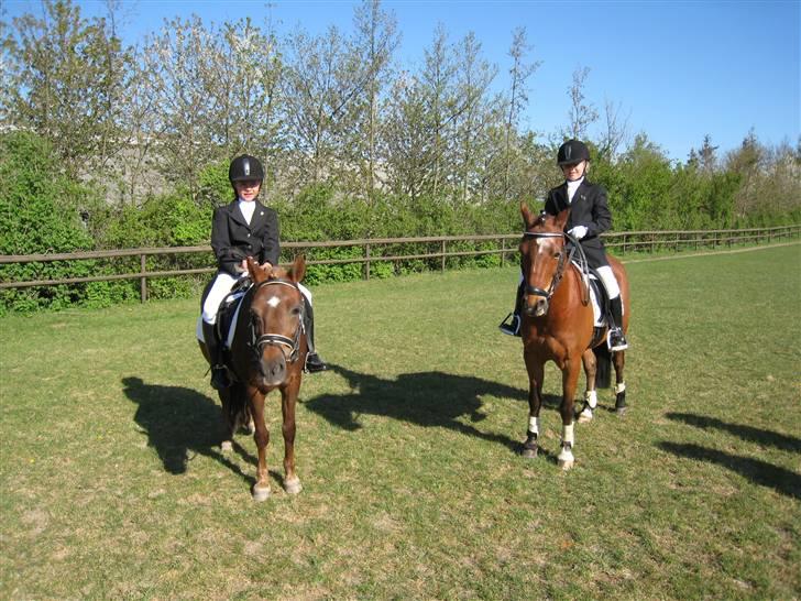 Dartmoor Sille<3 (i himlen) - Vi hykker os :-) billede 6