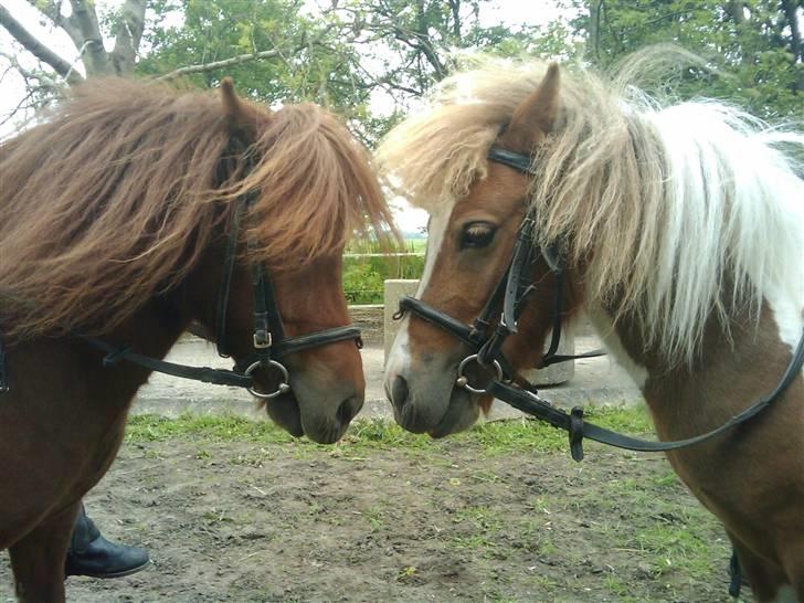 Shetlænder Chequantos<33 - Chequantos og Chessy! =] V 4 ever billede 9