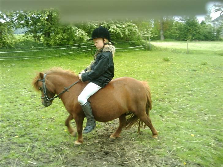 Shetlænder Chequantos<33 - Love Quan 4 ever !!! billede 10